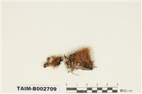 藏品(曲尾苔科)的圖片